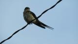 Red-rumped Swallow, preening