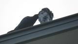 Allopreening of Jungle Crows