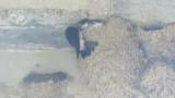 Asian House Martin feeding nestlings