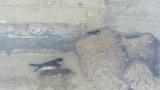 Asian House Martins at or near nest