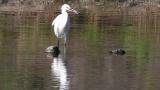 Little Egret eating something