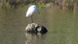 Little Egret waiting for prey