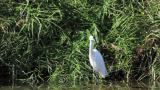 Little Egret caught something, but probably not suitable for eating