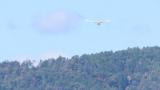 Little Egret in flight