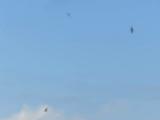 White-throated Needletails, flight and water drinking