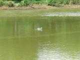 White-throated Needletail, flight and water drinking