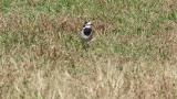 Walking Japanese (Kamchatka) Pied Wagtail