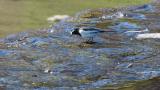 Foraging Japanese Wagtail