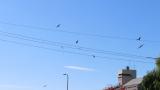 Black Kites started soaring in the morning