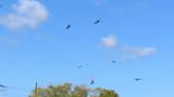 Black Kites started soaring in the morning