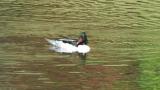 Male Scaly-sided Merganser drinking water