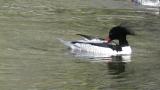Male Scaly-sided Merganser, preening