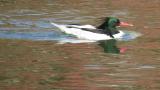 Male Scaly-sided Merganser swimming