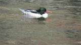 Male Scaly-sided Merganser swimming