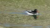 Male Scaly-sided Merganser, scratching and preening