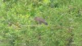 Juvenile Black-crowned Night-heron