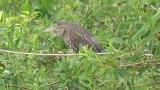 Juvenile Black-crowned Night-heron