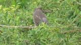 Juvenile Black-crowned Night-heron, movement