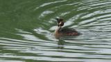 Great Crested Grebe, bathing