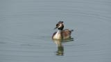Great Crested Grebe, preening