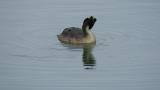 Great Crested Grebe, preening
