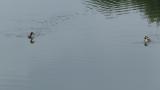 Great Crested Grebes (pair), preening
