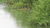 Great Crested Grebes, adult at nest, juvenile and carrying nesting material