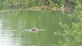 Juvenile Great Crested Grebe, preening