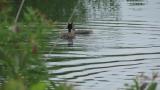 Great Crested Grebe feeding juvenile