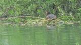 Great Crested Grebe, adult at nest