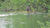 Great Crested Grebes, copulation