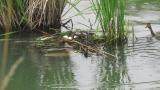 Great Crested Grebes, eggs and nest building