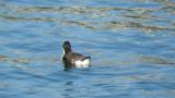 Ancient Murrelet, preening and bathing