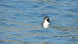Ancient Murrelets, preening