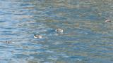 Ancient Murrelets, drinking water?