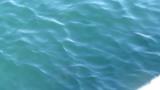 Foraging Ancient Murrelet under water