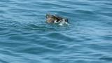 Ancient Murrelet, bathing