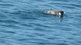 Ancient Murrelet, bathing