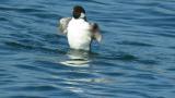 Ancient Murrelet, bathing