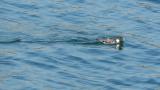 Ancient Murrelets, drinking water or foraging?  Calls.