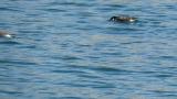 Ancient Murrelets, drinking water or foraging?  Calls.