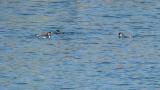 Ancient Murrelets, drinking water or foraging?  Calls.