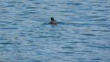 Ancient Murrelet, diving
