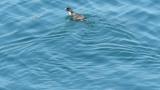 Ancient Murrelet, diving