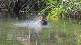 Little Grebe, bathing
