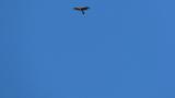 Northern Goshawk soaring with some flapping