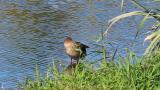 Female Mallard, preening