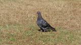 Feral Pigeon on the ground