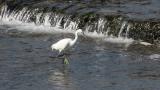 Little Egret, walking