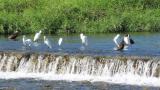 Little Egrets